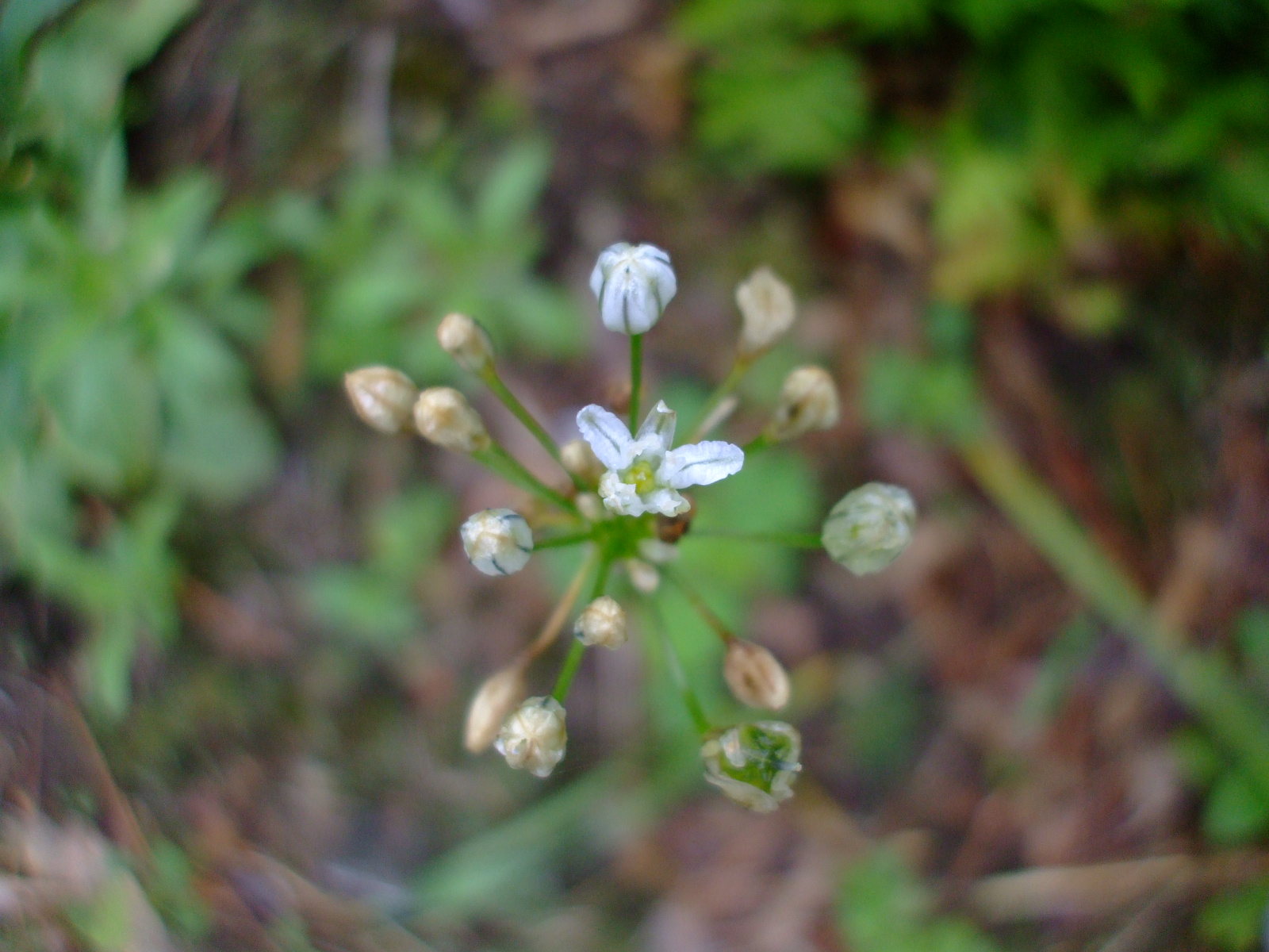Triteleia lilacina